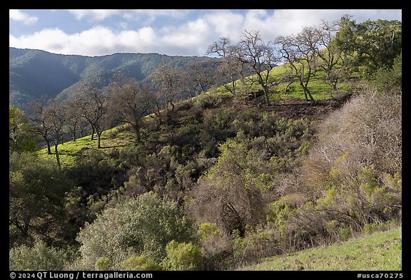 Hillside with oaks in early spring, Santa Rosa Open Space. San Jose, California, USA (color)