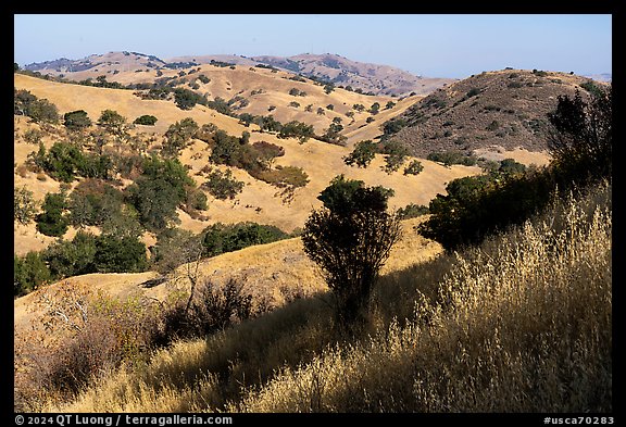 Hills with oaks in summer below Coyote Peak, Coyote Valley Open Space Preserve. California, USA (color)