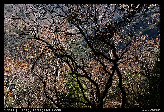 Trees in autumn, Alum Rock Park. San Jose, California, USA (color)