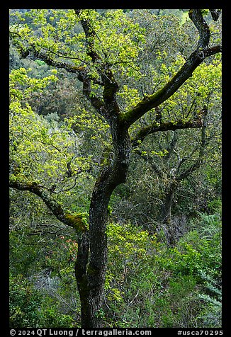 Trees in early spring, Fremont Older Preserve. California, USA (color)