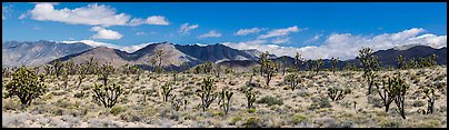 Mojave Desert landscape with Joshua trees and mountains. Mojave National Preserve, California, USA (Panoramic color)