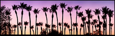 Row of palm trees at sunset. Los Angeles, California, USA (Panoramic color)