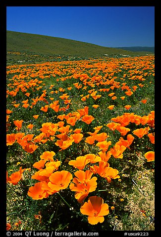California Poppies in spring, hills W of the Preserve. Antelope Valley, California, USA