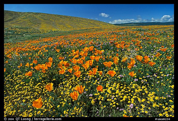 California Poppies and desert Marygold, hills W of the Preserve. Antelope Valley, California, USA (color)