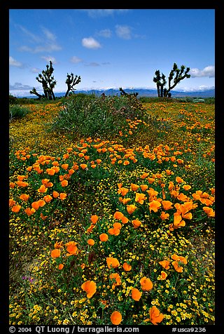 California Poppies and Joshua Trees. Antelope Valley, California, USA (color)