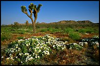 Daturas and Joshua Trees. Antelope Valley, California, USA