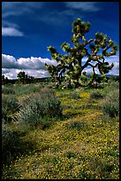 Yellow desert Marygold and Joshua Tree. Antelope Valley, California, USA
