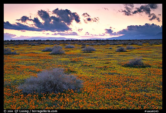 Meadow covered with poppies and sage bushes at sunset. Antelope Valley, California, USA (color)
