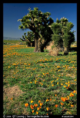 Joshua trees and California Poppies. Antelope Valley, California, USA (color)