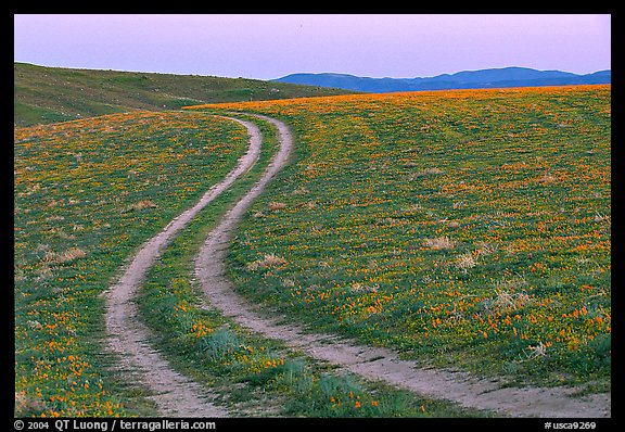 Curvy tire tracks in a wildflower meadow. Antelope Valley, California, USA (color)