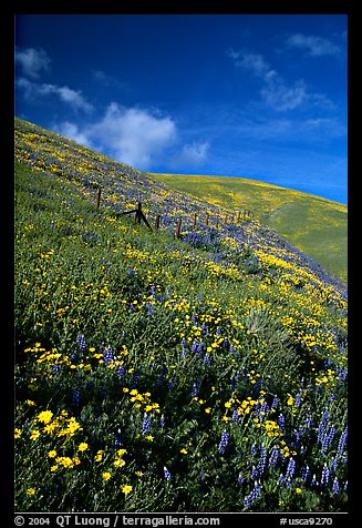 Carpet of coreopsis and lupine, Gorman Hills. California, USA (color)