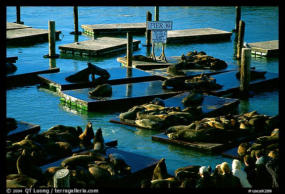 California Sea Lions at Pier 39, late afternoon. San Francisco, California, USA (color)