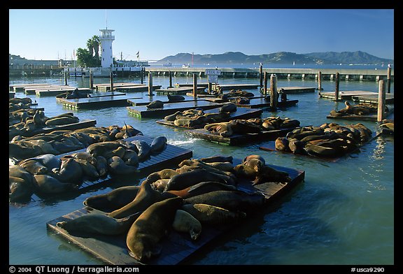 California Sea Lions at Pier 39, late afternoon. San Francisco, California, USA (color)