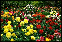 Multicolored dalhia flowers, Golden Gate Park. San Francisco, California, USA