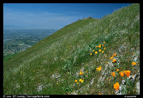 Wildflowers near  the summit of Mission Peak, Mission Peak Regional Park. California, USA (color)