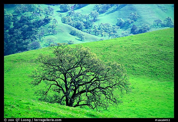 Oak trees and verdant hills in early spring, Sunol Regional Park. California, USA
