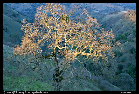 Oak tree with mistletoe at sunset, Joseph Grant County Park. San Jose, California, USA