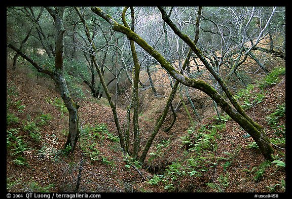 Creek, Sunol Regional Park. California, USA (color)