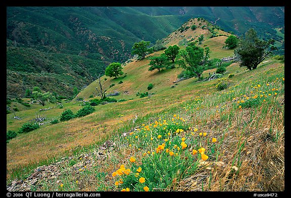 Poppies and ridge, Mt Diablo State Park. California, USA (color)