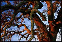 Branches of Old Oak tree  at sunset, Joseph Grant County Park. San Jose, California, USA