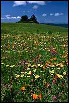 Meadows covered with wildflowers in the spring, Russian Ridge Open Space Preserve. Palo Alto, SF Bay area, California, USA