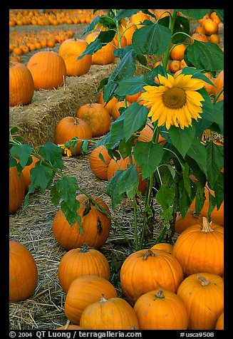 Sunflower and pumpkins. San Jose, California, USA