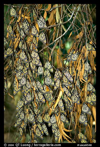 Monarch butterflies, Natural Bridges State Park. Santa Cruz, California, USA (color)