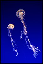 Jellyfish exhibit, Monterey Aquarium, Monterey. Monterey, California, USA