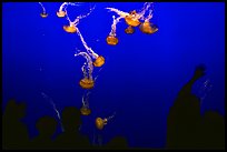 Tourists and Jellyfish, Monterey Aquarium, Monterey. Monterey, California, USA