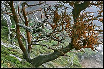 Carotene-covered cypress in fog, Allan Memorial Grove. Point Lobos State Preserve, California, USA ( color)