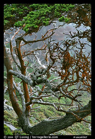 Trees covered with Carotene, Allan Memorial Grove. Point Lobos State Preserve, California, USA
