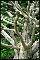 Tree skeleton. Point Lobos State Preserve, California, USA