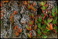Ice plant. Carmel-by-the-Sea, California, USA (color)