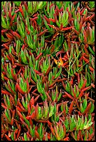 Ice plant. Carmel-by-the-Sea, California, USA ( color)
