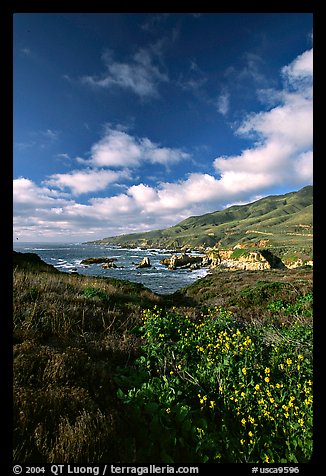 Wildflowers and coast, Garapata State Park, afternoon. Big Sur, California, USA