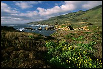 Wildflowers and coast, Garapata State Park, afternoon. Big Sur, California, USA (color)