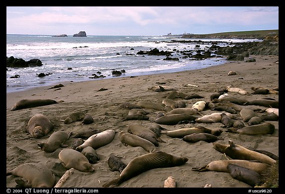 Elephant seals (Mirounga angustirostris), Piedras Blanca. California, USA