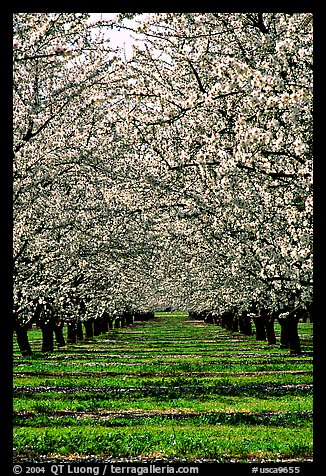 Orchards In California. Orchards trees in bloom, Central Valley. California, USA (color)