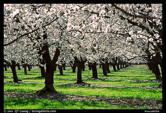 Orchards trees in blossom, Central Valley. California, USA