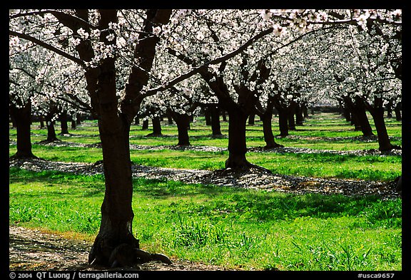 Orchards trees in blossom, San Joaquin Valley. California, USA (color)