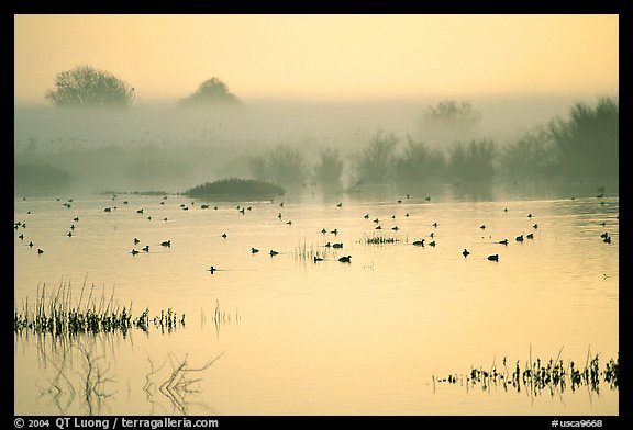 Fog  and water birds, Kern National Wildlife Refuge. California, USA (color)