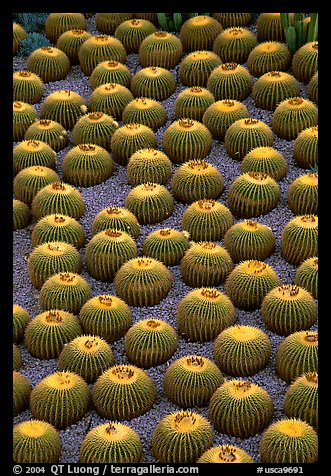 Decorative cactus on terrace of Getty Center, dusk, Brentwood. Los Angeles, California, USA (color)