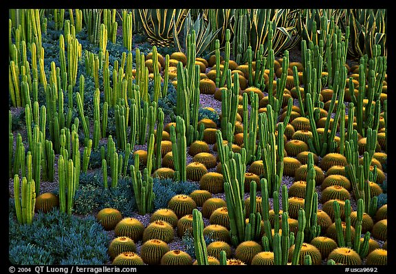 Decorative cactus on terrace of Getty Museum, dusk, Brentwood. Los Angeles, California, USA (color)