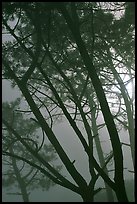 Pine trees in fog, La Jolla. La Jolla, San Diego, California, USA