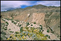Yellow desert wildflowers, San Ysidro Mountains. Anza Borrego Desert State Park, California, USA (color)