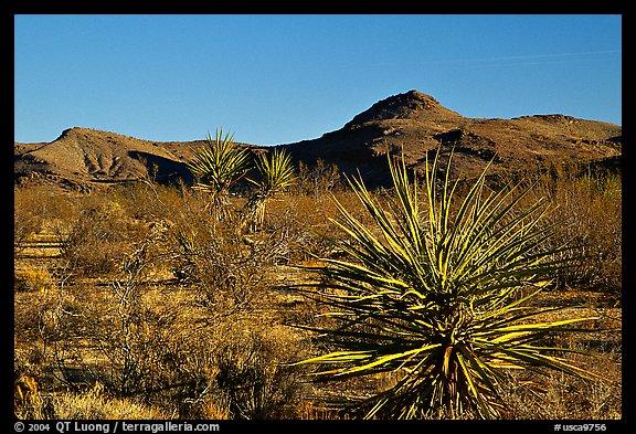 High desert landscape. Mojave National Preserve, California, USA