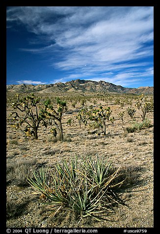 Yuccas, Joshua Trees and Cima Mountains. Mojave National Preserve, California, USA