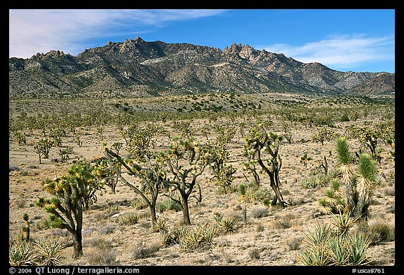 Joshua Trees and Cima Mountains. Mojave National Preserve, California, USA
