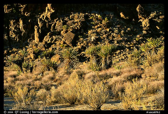 Desert plants and rock formations, Hole-in-the-Wall. Mojave National Preserve, California, USA