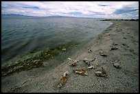 Dead fish on the shores of Salton Sea. California, USA (color)